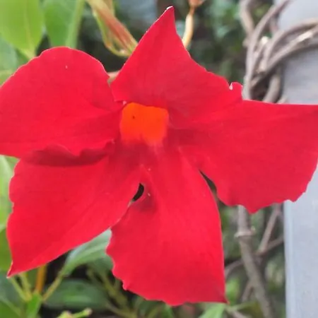 Zia Lina Dongo