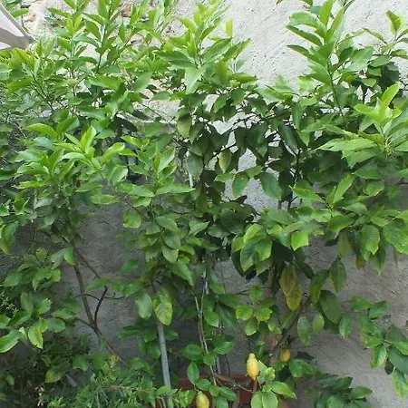 Zia Lina Hotel Dongo