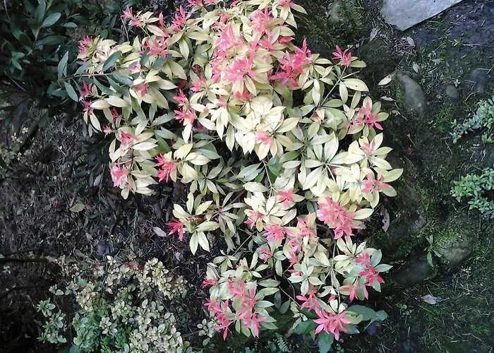 Zia Lina * דונגו