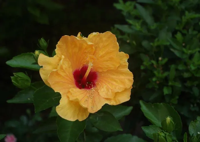 Zia Lina Hotell Dongo