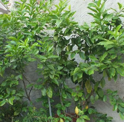 Zia Lina מלון דונגו