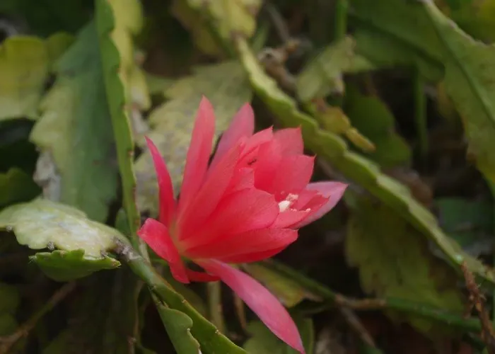 Zia Lina Hotel Dongo