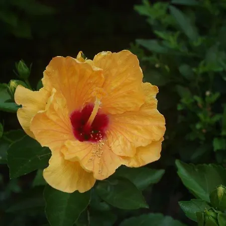 Zia Lina 酒店 东戈