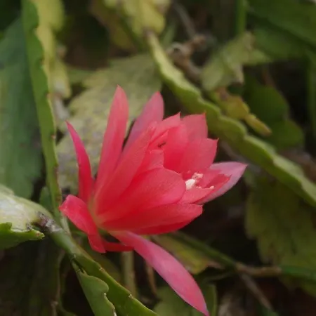 Zia Lina 酒店 东戈